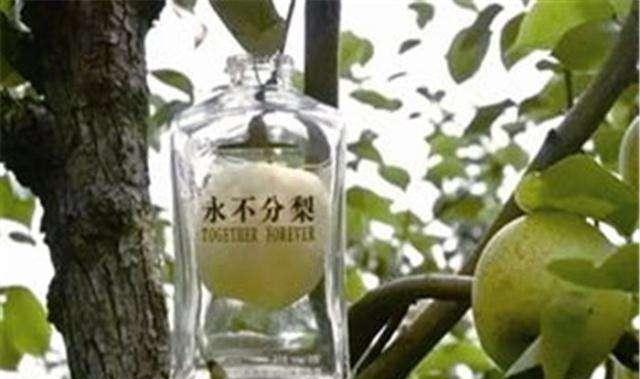 ”五糧液永不分梨酒“的梨怎么放進瓶子的，可以吃嘛？